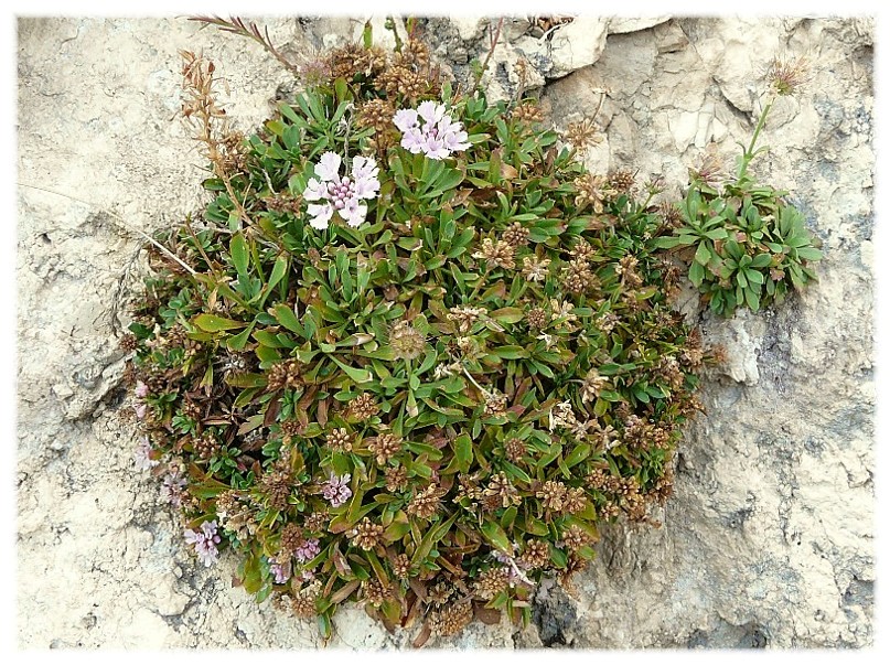 Lomelosia crenata subsp. dallaportae / Vedovina di Dallaporta